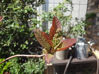 DSC04908.jpg