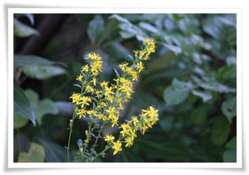 健民海浜公園-10 アキノキリンソウ 13.10.13