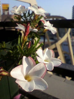 2013012015590001.jpg