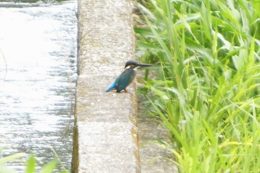 515