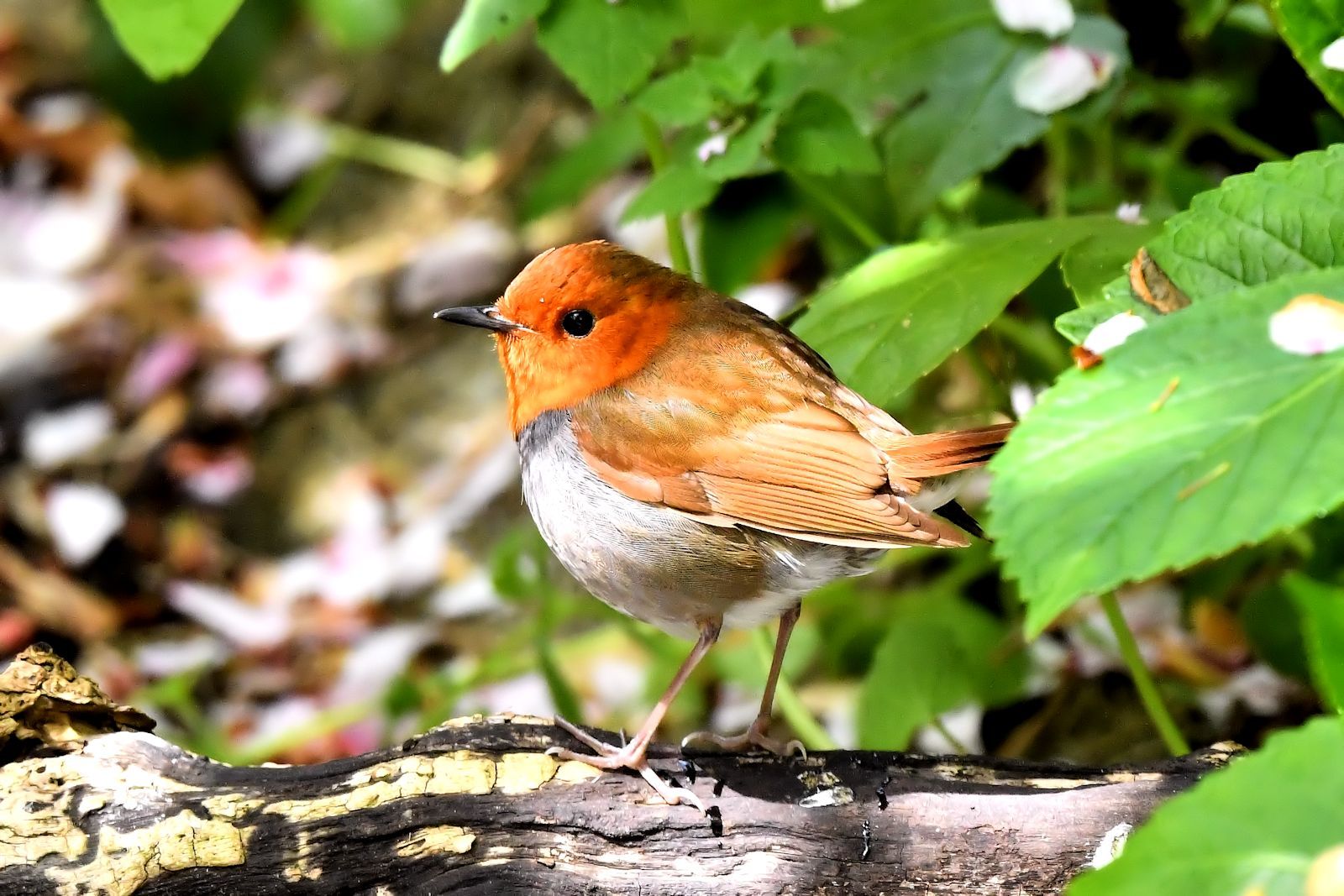 ISO感度の話～コマドリ編～ | まみきびのブログ - 楽天ブログ