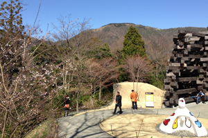 箱根桜