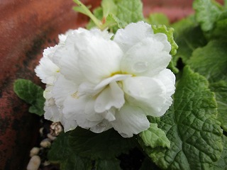IMG_9750ss.jpg