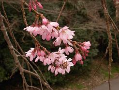 枝垂れ桜