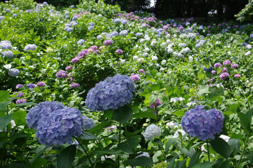 妙楽寺の紫陽花