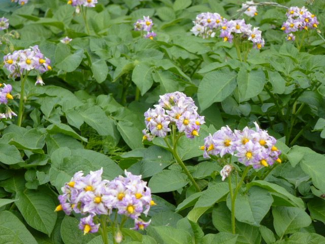 209 ジャガイモの花