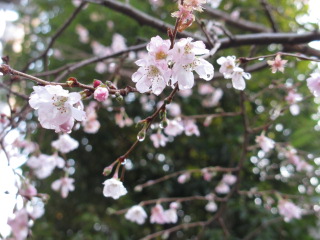 浅草寺寒桜.JPG