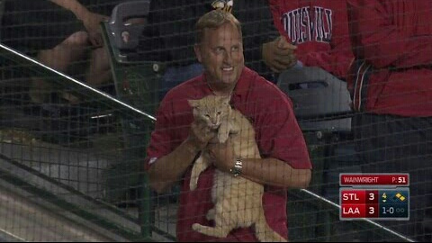 捕獲されたMLBにゃんこ