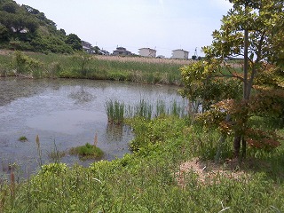 湿田公園の池