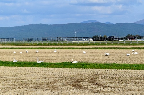 庄内平野・白鳥.jpg