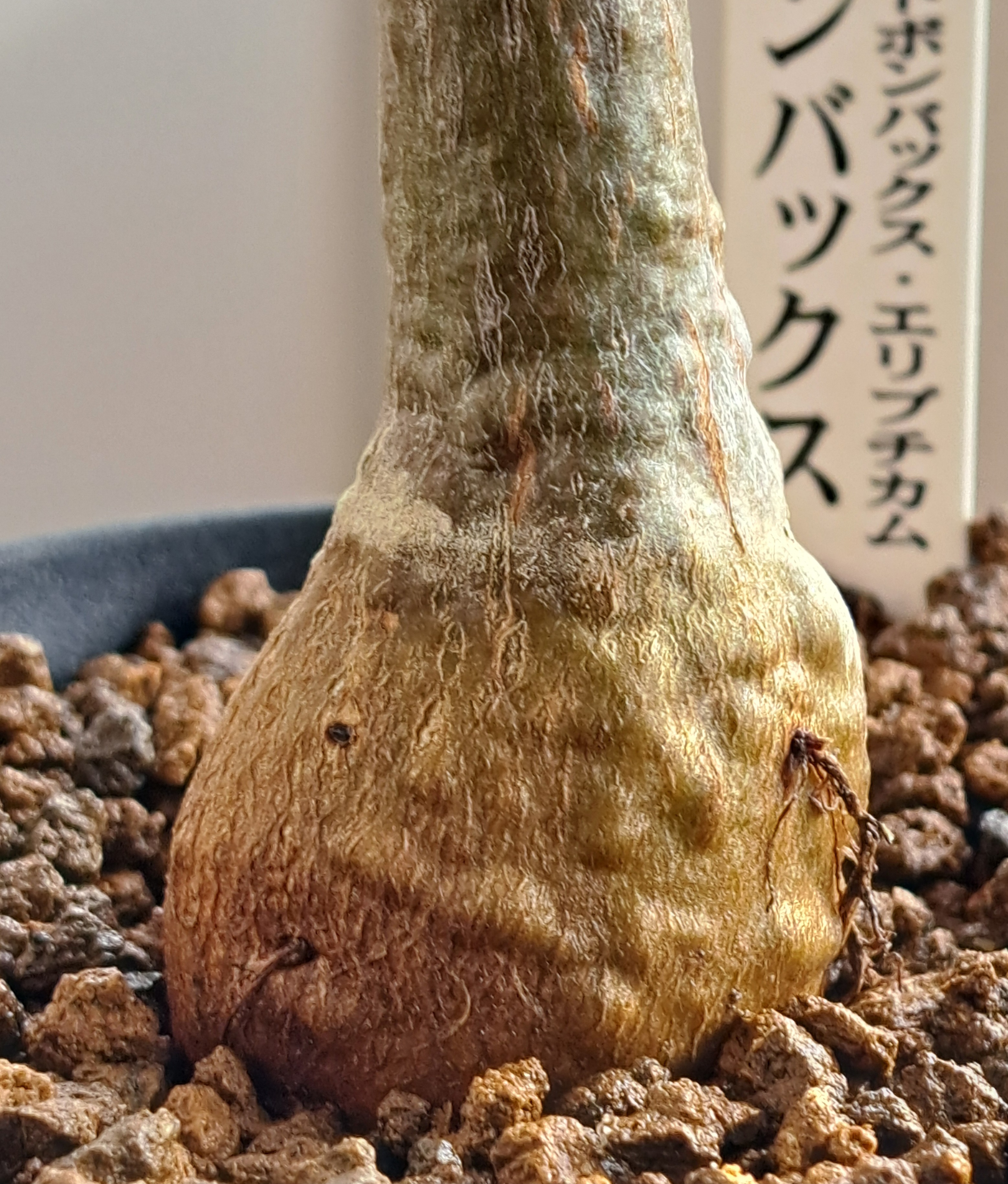 ボンバックス3鉢 | デルオの多肉日記 - 楽天ブログ ボンバックス3鉢 | デルオの多肉日記 - 楽天ブログ