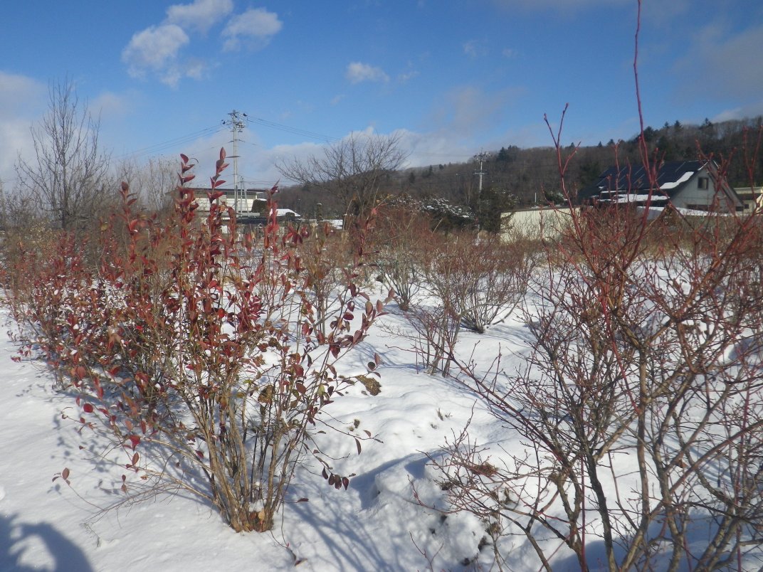 IMGP4544_1.JPG