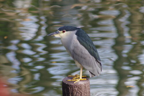 洗足池の野鳥