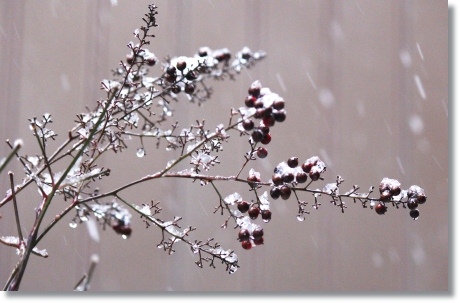 ナンテン 13.1.15