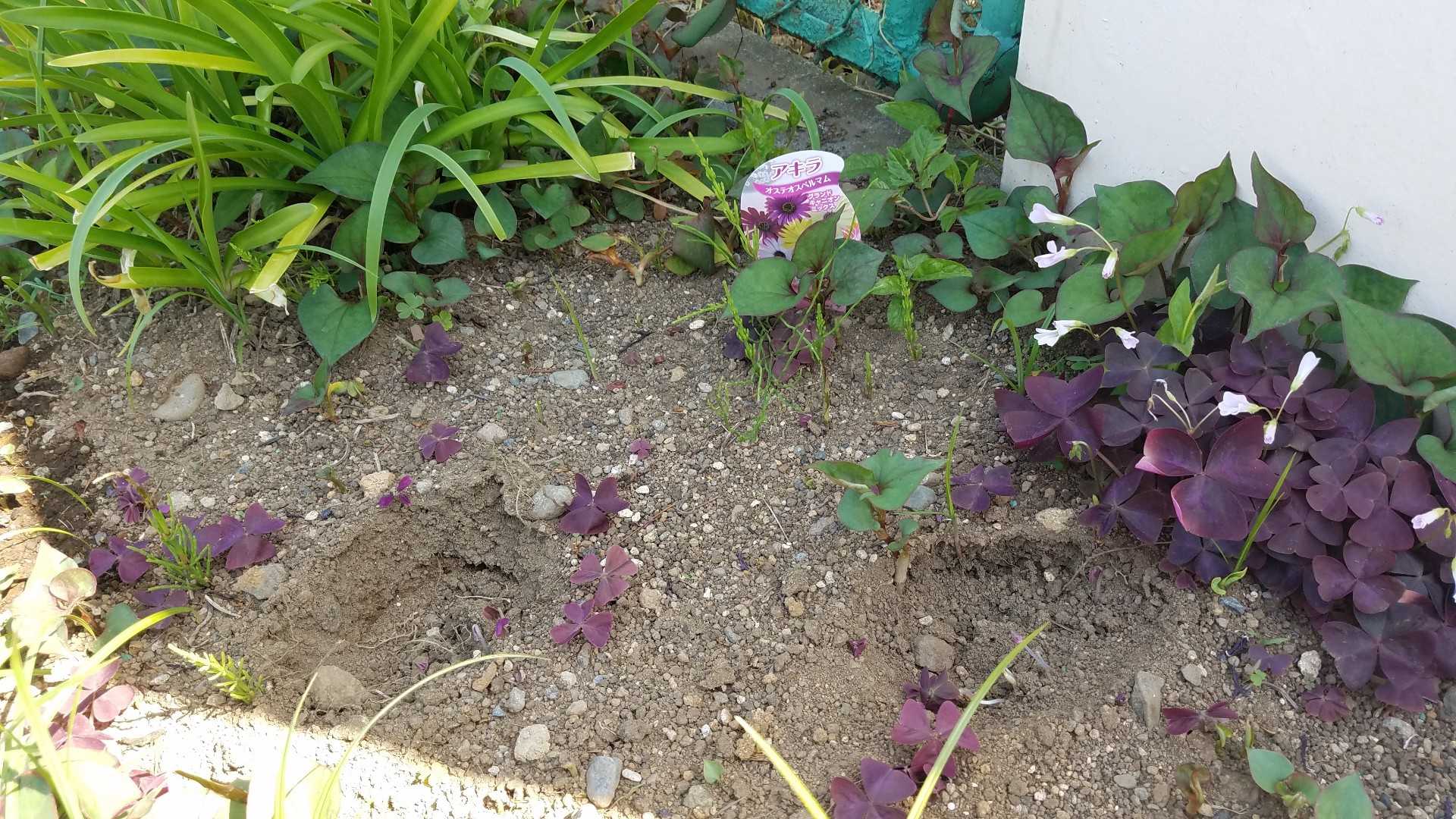 花泥棒に罪はなし D ウズシオアオイの生活 楽天ブログ