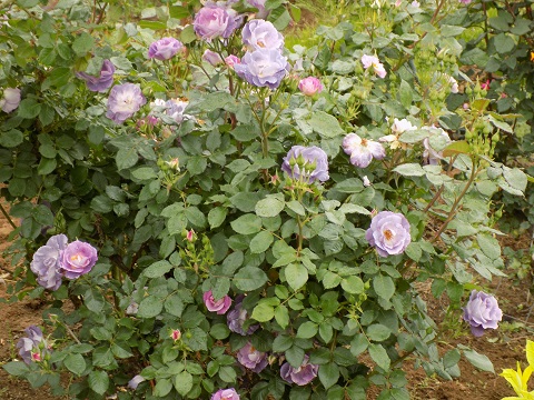 DSCN3131.JPG