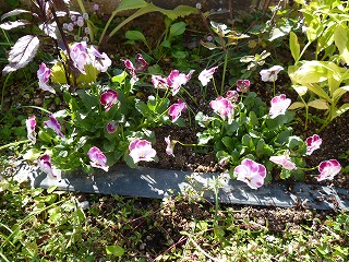 P1110879ss.jpg
