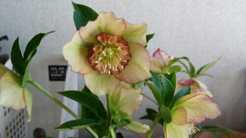 rblog-20170223085401-06.jpg