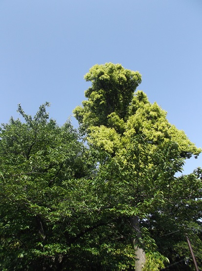 樹1851.jpg