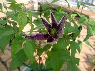 P1010868ss.jpg