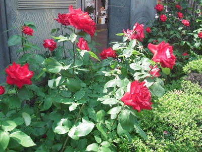 バス停の花壇