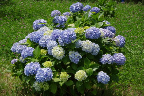 昭和記念公園の紫陽花