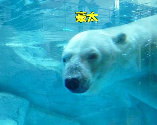 男鹿水族館ＧＡＯ