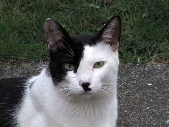 我が家のニャンコ♪2015/8/23-2