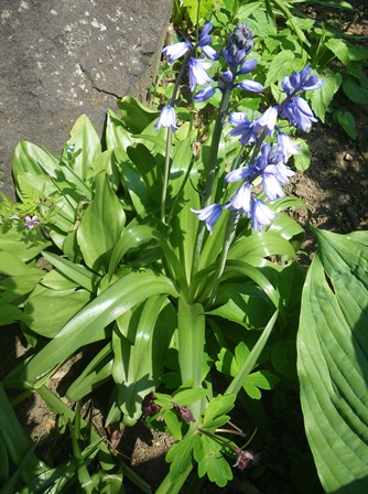 名無しの花？