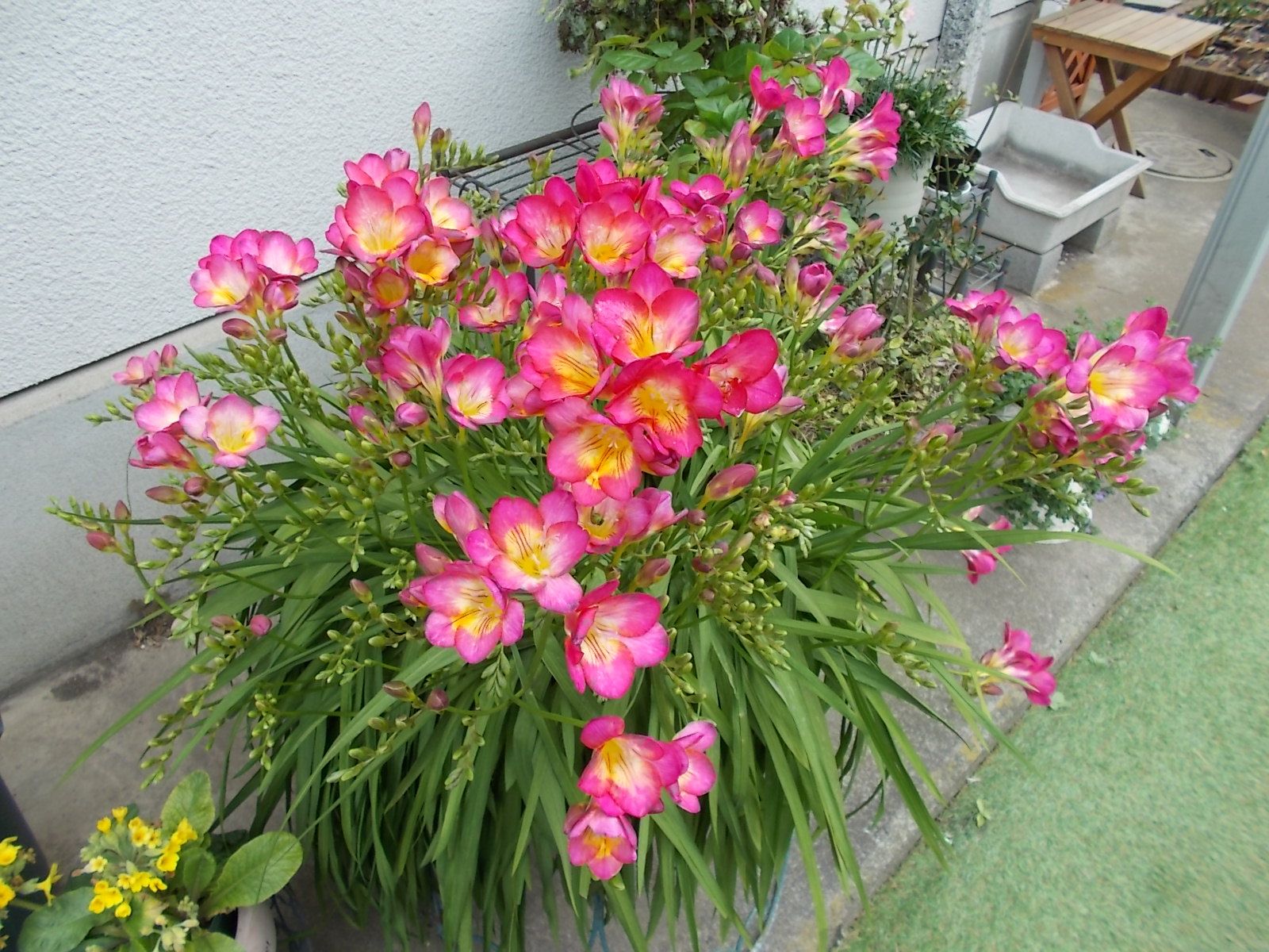 鉢に植えっぱなしのフリージアを手入れしました バラを咲かせることが好き 楽天ブログ