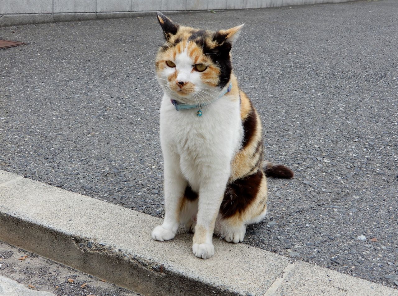 当ブログのネコたちは ニャ と鳴くのか の巻 人さまのネコ 楽天ブログ