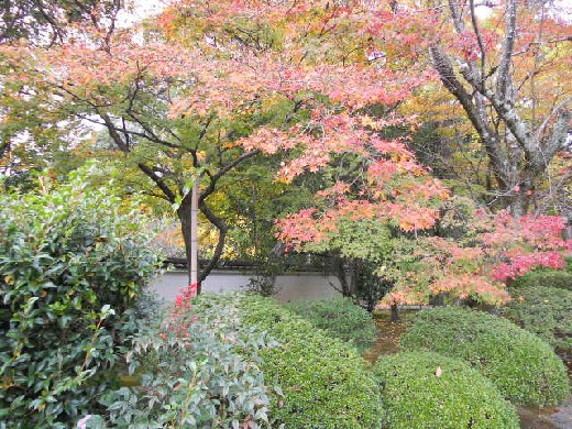 2015-11-22 広隆寺内の紅葉.jpg
