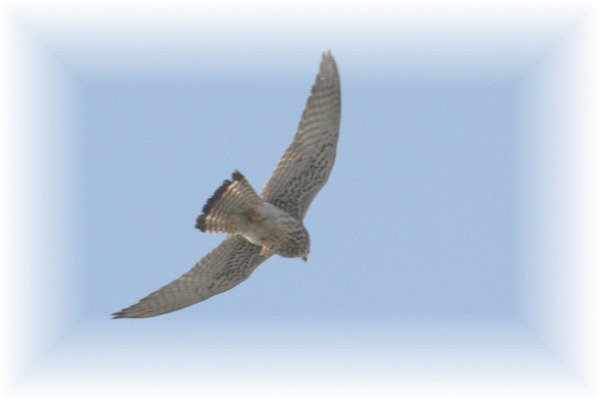 IMG_8475 ハヤブサ.jpg