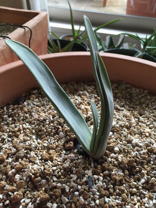 Aloe Plicatilis アロエ プリカティリス Aloe日記 楽天ブログ