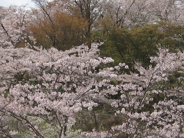 IMG_3858 (640x480).jpg