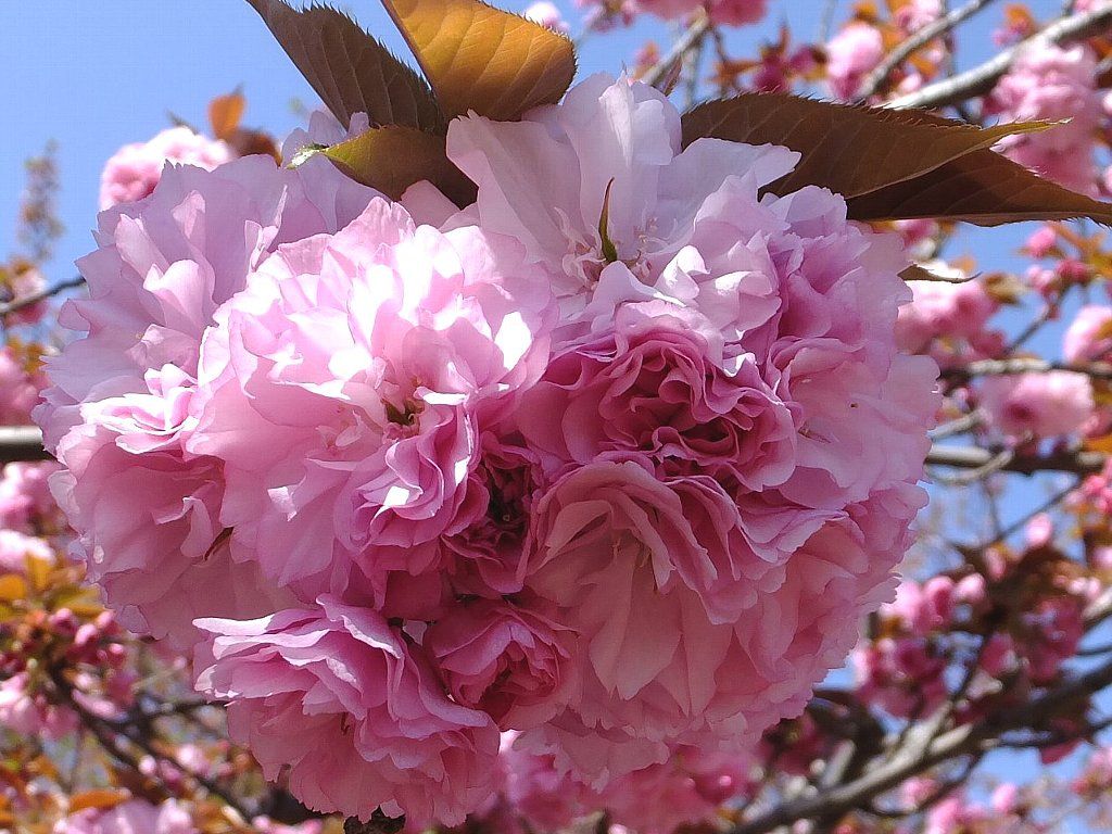 八重桜 Isamuの写真俳句 四季の森空間 楽天ブログ