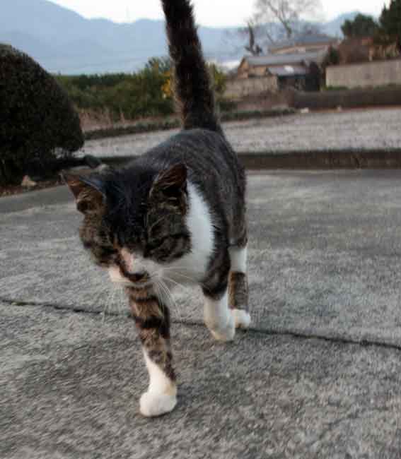 我が家のニャンコ♪2013/2/11-4