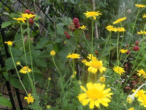 ブラックベリーとダイヤーズカモミール