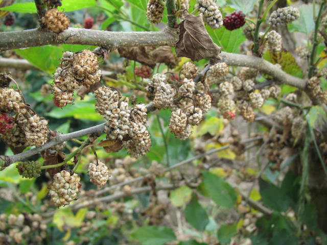 白くなった桑の実（201605）