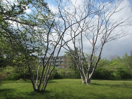 新緑４元職場跡地.jpg