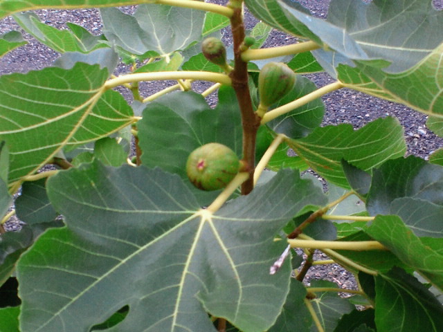 NEC_0736.jpg