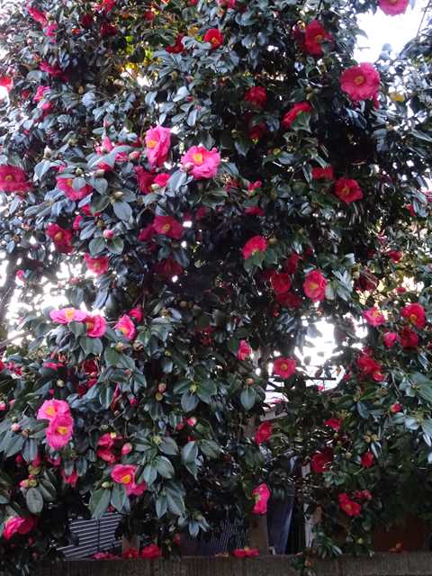 DSC00050_R.JPG