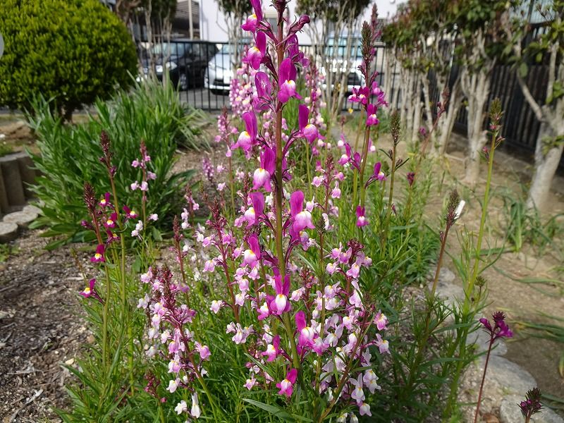 3月22日 今日の一花 その２ リナリア 姫金魚草 Gazengamaのブログ 散歩中に出合った花と趣味の陶芸作品 楽天ブログ