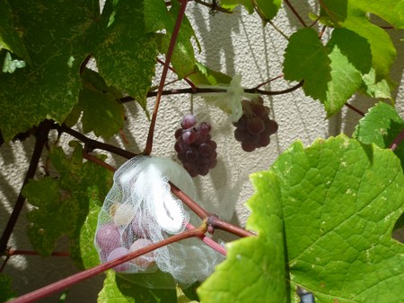 1収穫葡萄8月12日３450.jpg