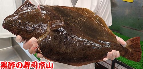江東区 木場 天然地魚の寿司
