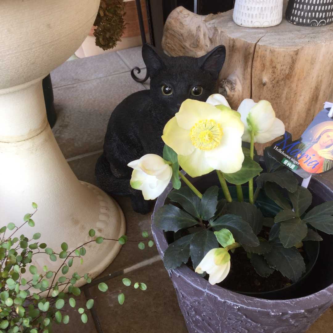 半分をセンター交代 咲いているバラたち つるアイスバーグの剪定誘引 ばらと猫とフラメンコ 楽天ブログ