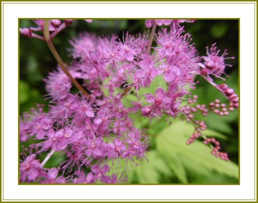 6月9日 京鹿子華やぐ絞り着道楽 花の歳時記 天南星の魅力 山野草 楽天ブログ 6月9日 京鹿子華やぐ絞り着道楽 花の歳時記 天南星の魅力 山野草 楽天ブログ