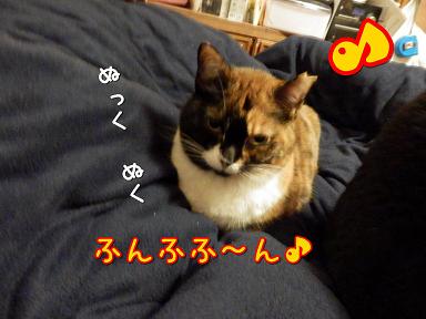 ぬくぬく.JPG
