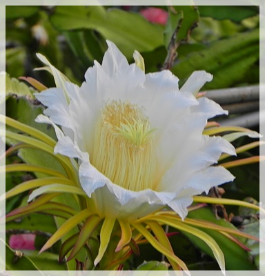 ドラゴンの花