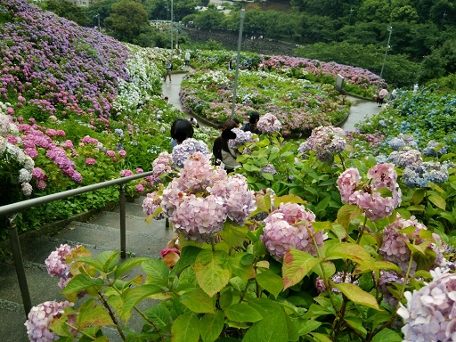 この季節の花ですね